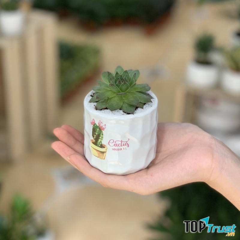 Cây cảnh Xanh Xinh