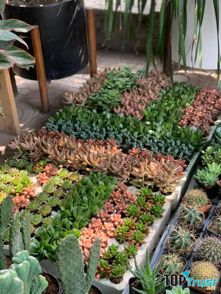 Cây cảnh Xanh Xinh