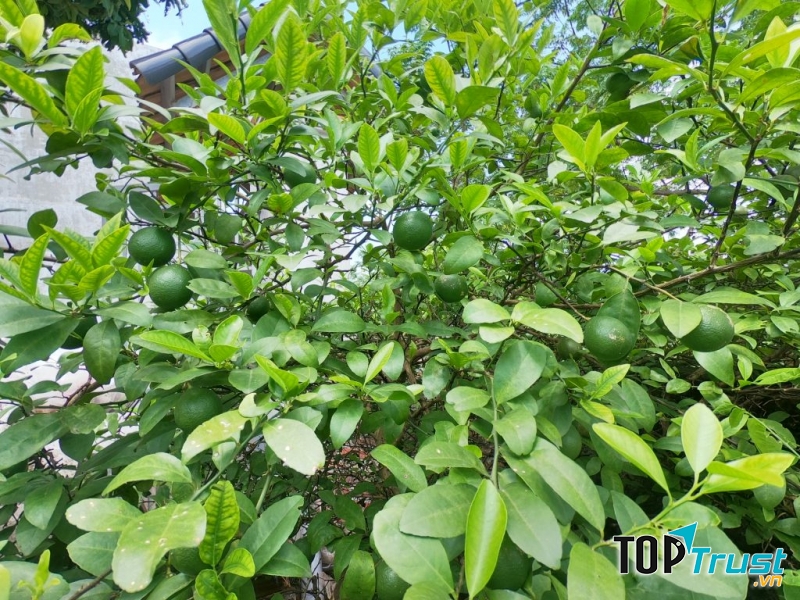 Chanh, loại cây đa công dụng
