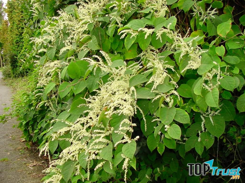 Cây chìa vôi có thể cung cấp độ ẩm cho không khí