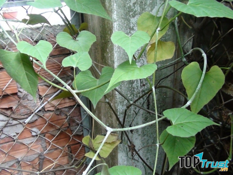 Cây chìa vôi có thể cung cấp độ ẩm cho không khí