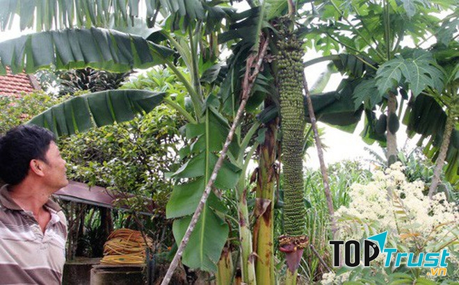 Buồng chuối cực sai quả