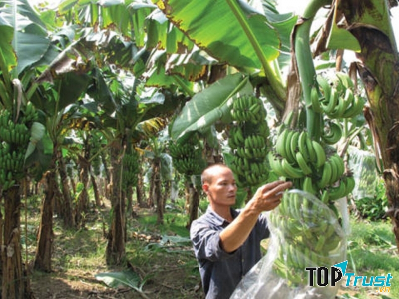 Vườn chuối sắp đến vụ thu hoạch