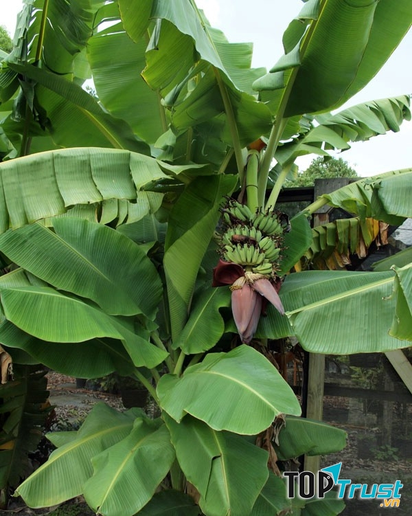 Buồng chuối trĩu quả