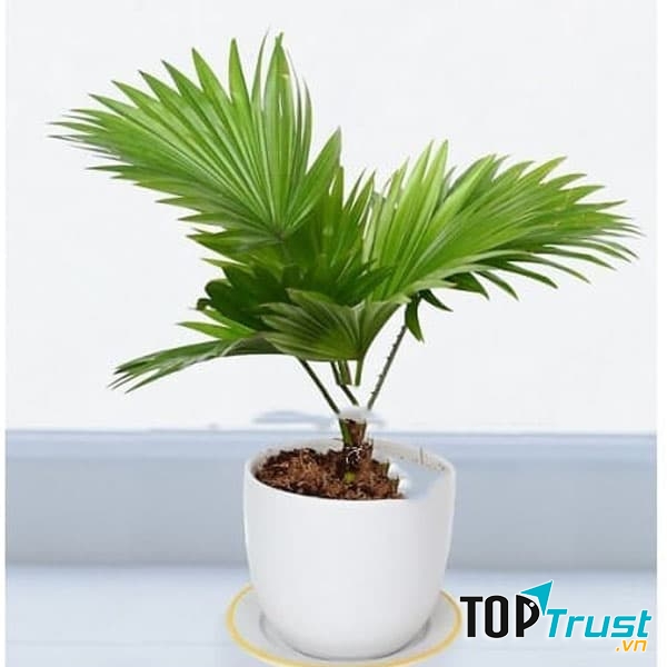 Cây cọ cảnh giúp loại bỏ độc tố bởi kim loại nặng trong không khí