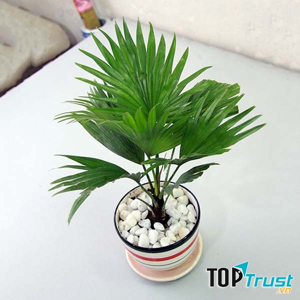 Trồng cọ cảnh trong nhà đem đến bầu không khí tươi vui, yêu đời, đầy sức sống, an toàn, sạch sẽ không cần đến máy lọc không khí tốn kém.