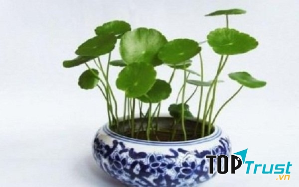 Cây cỏ đồng tiền