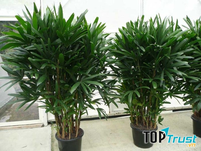 Cây cọ cảnh lá tre