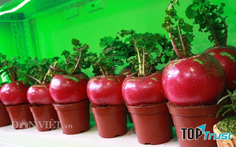 Một thú chơi cây cảnh mới lạ vào dịp Tết.