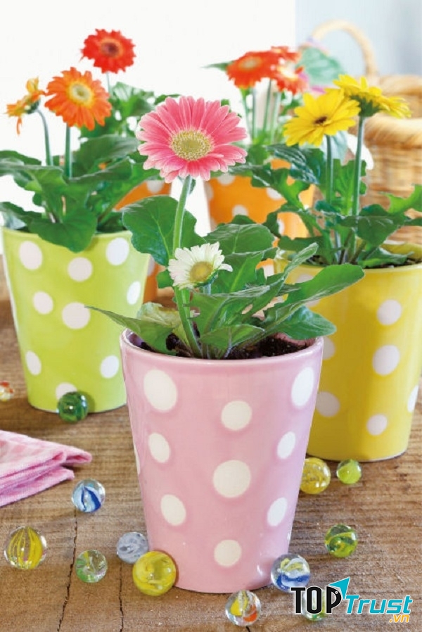 Cúc đồng tiền có thể trồng thành hàng ngoài ban công hoặc trồng trong các chậu nhỏ