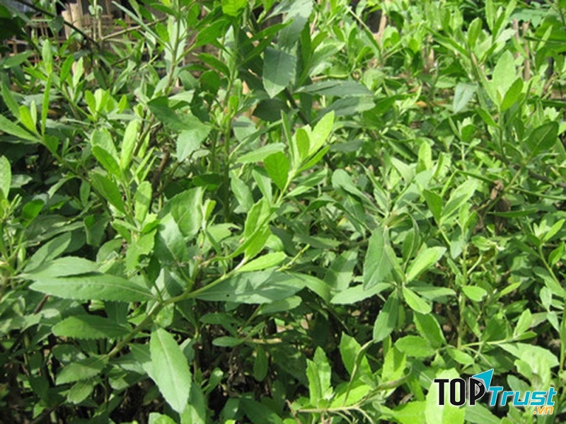 Cây cúc tần chữa đau xương khớp