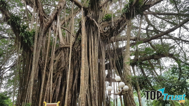 Cây đa cổ thụ đầu làng