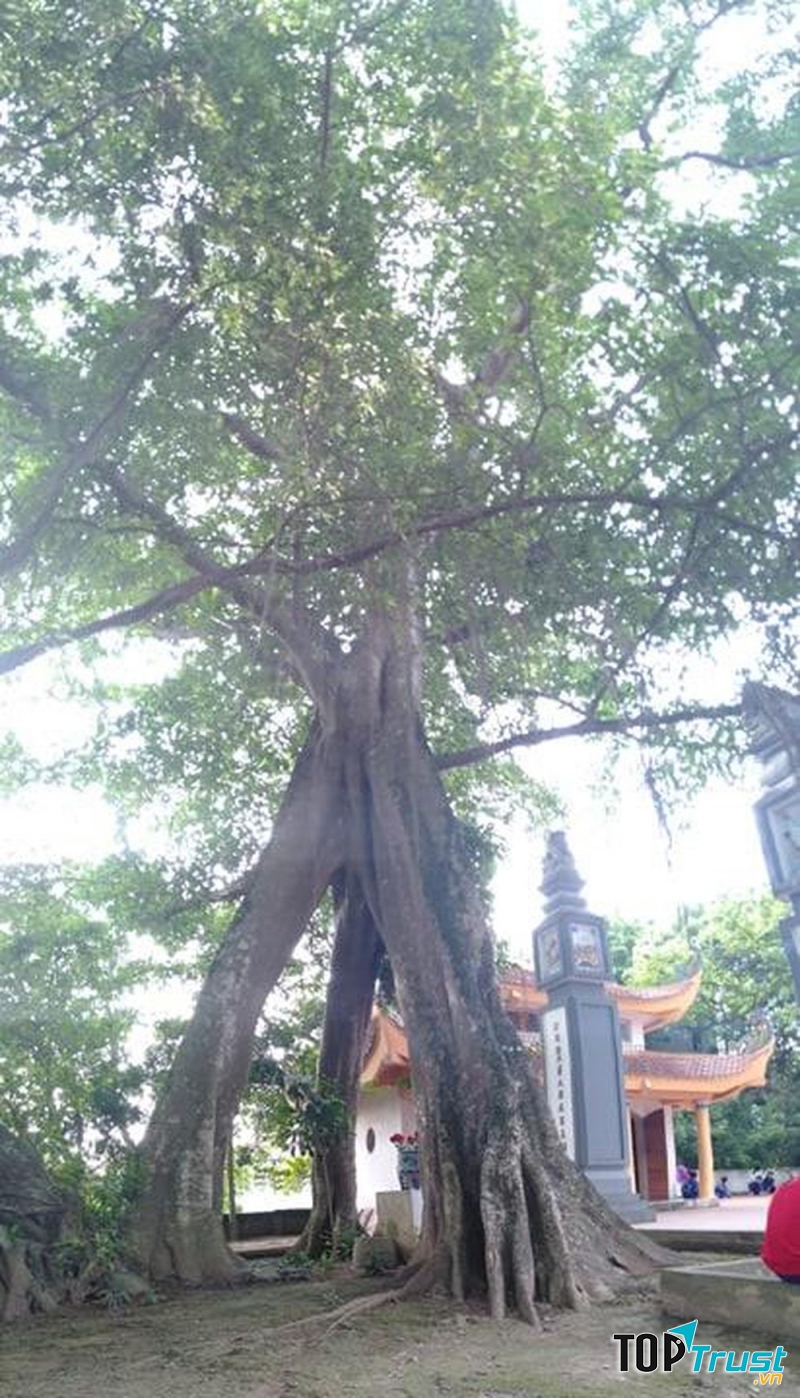 Cây đa cổ thụ ở sân đình