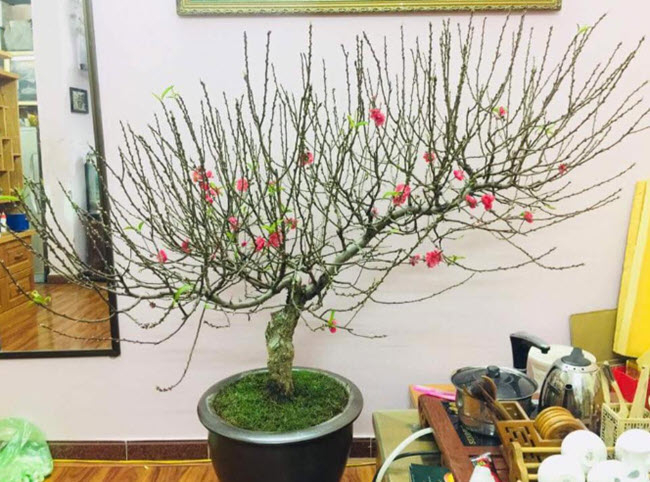 Ngày tết không thể thiếu cành đào