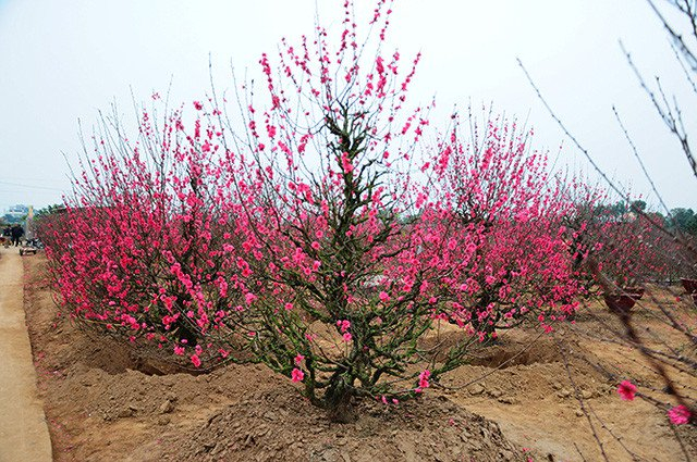 Hoa đào gọi mùa xuân về