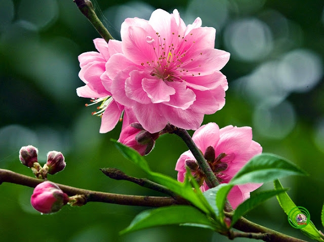 Vẻ đẹp của hoa đào