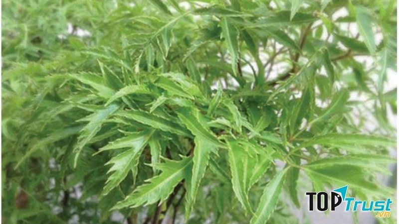 Đinh lăng có nhiều công dụng tốt.