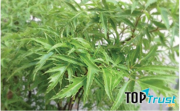 Theo kinh nghiệm dân gian, lá đinh lăng tươi nấu với cá đồng hoặc thịt nạc sẽ giúp tăng lượng sữa và các dưỡng chất có trong sữa