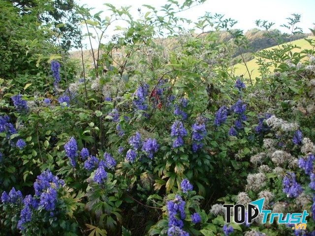 Cây phụ từ (Aconite)