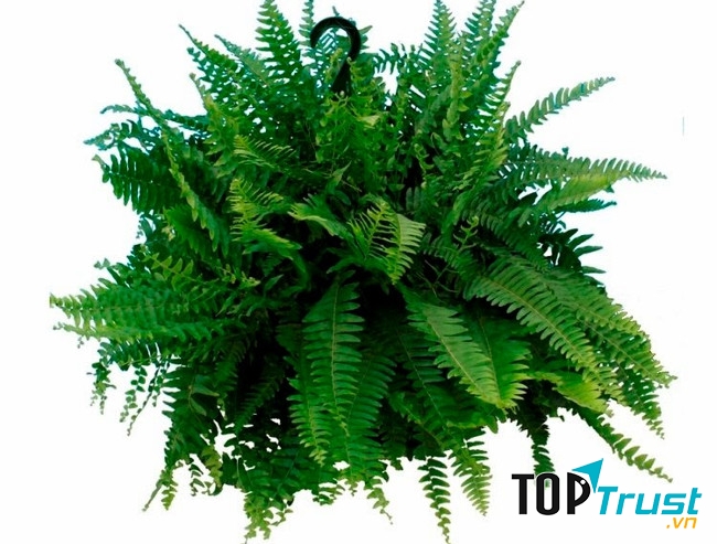 Cây dương xỉ Mỹ