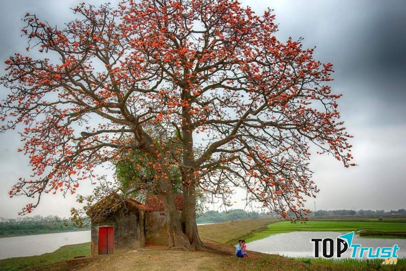 Cây gạo cổ thụ đầu làng