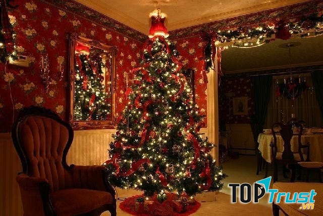 Cây thông Noel, biểu tượng của niềm hi vọng và sức sống mới