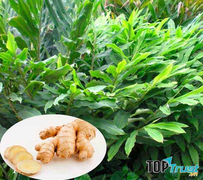Gừng, vị thuốc đa công dụng