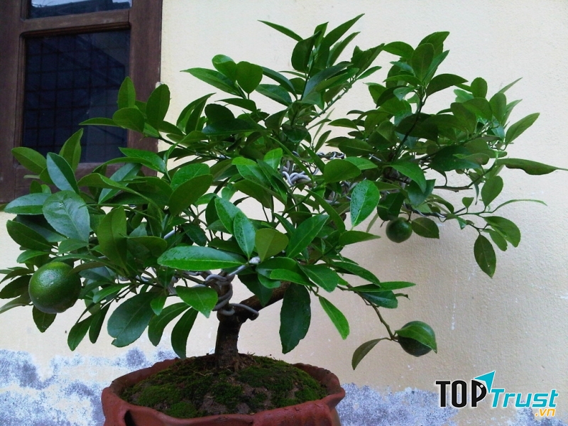 Cây họ cam quýt không chỉ có khả năng điều hòa không khí mà còn có tác dụng chữa bệnh