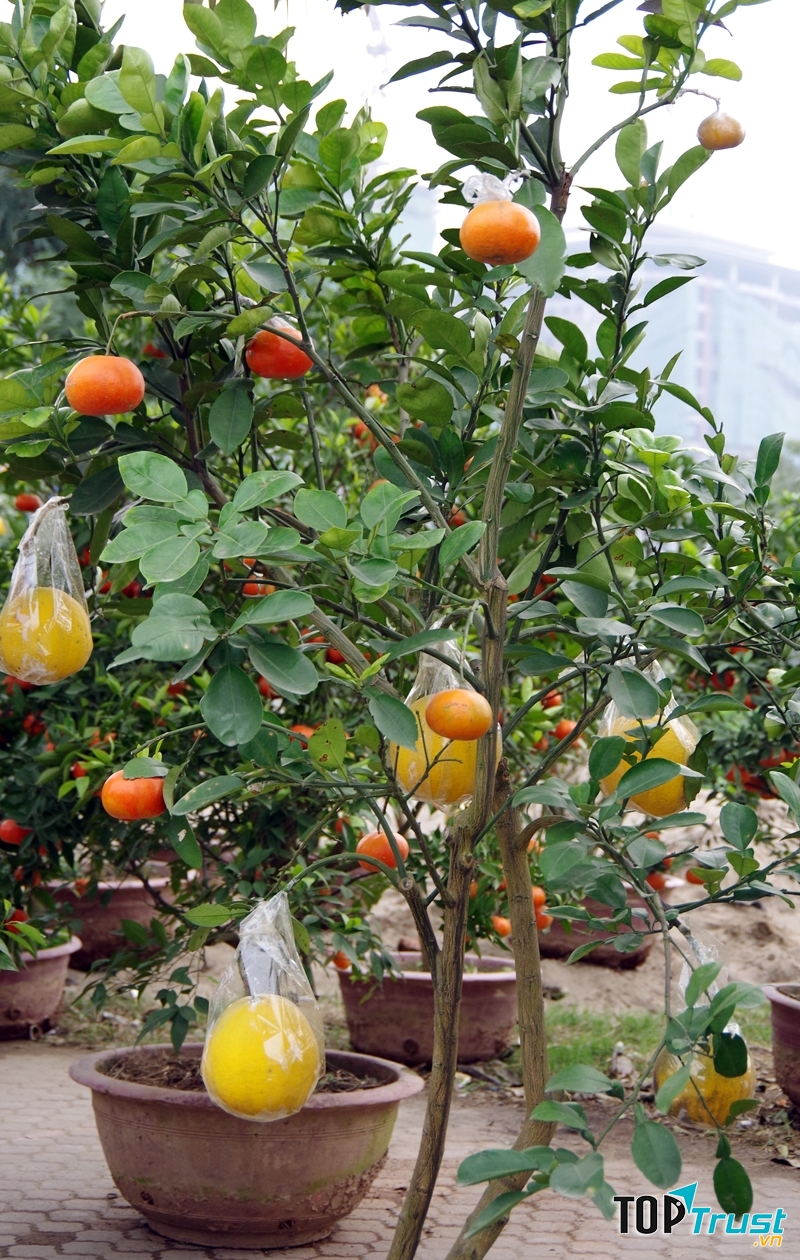 Cây họ cam quýt không chỉ có khả năng điều hòa không khí mà còn có tác dụng chữa bệnh