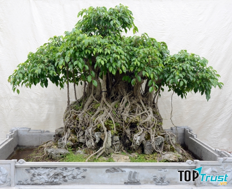 Cây họ đa, sung , si có thể cung cấp độ ẩm cho không khí, hút khí độc hại