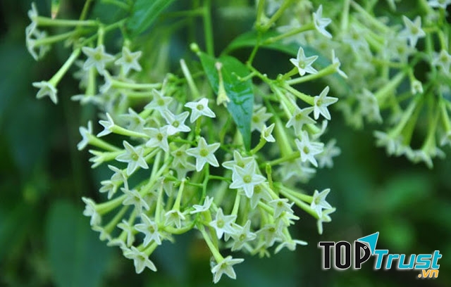 Hoa dạ hương là sự lựa chọn hàng đầu cho phương pháp chống muỗi bằng các loại cây trồng.