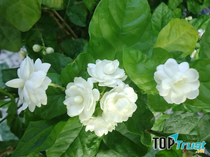 Cây hoa lài rất tốt cho sức khoẻ