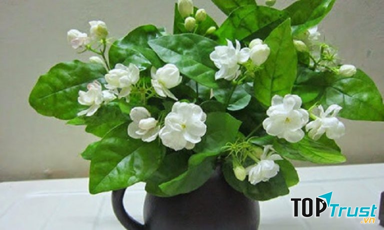 Hoa nhài có mùi thơm nhẹ, không chỉ giúp thanh lọc không khí mà còn giúp đuổi muỗi, côn trùng hiệu quả.