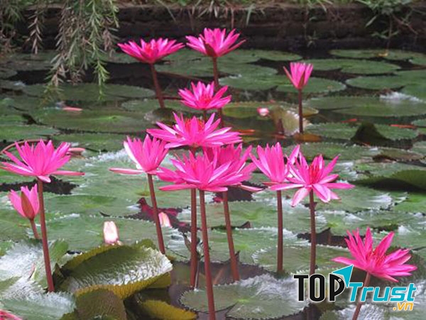 Cây hoa súng chữa mất ngủ