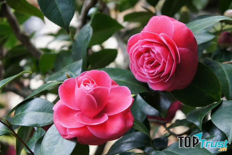 Cây Hoa trà đỏ