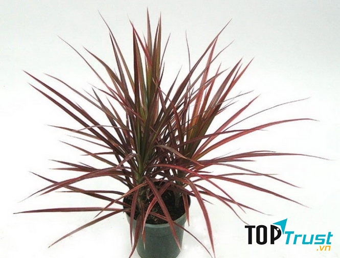 Cây Phất Dụ mảnh