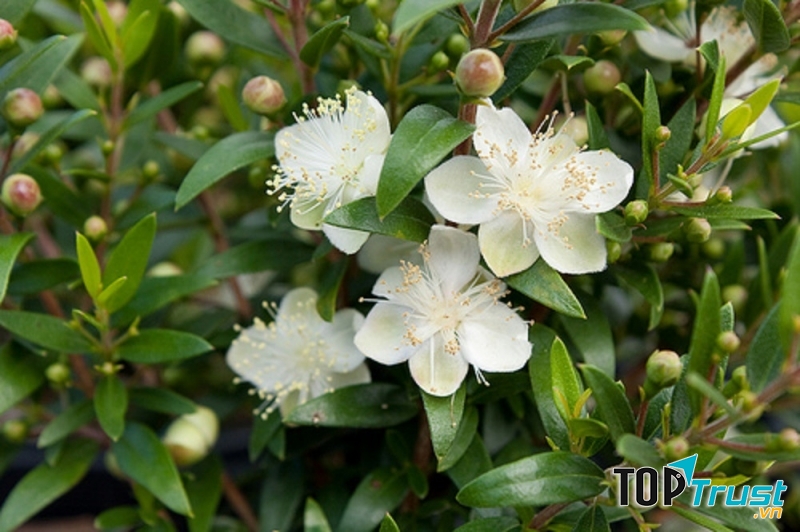 Cây hương đào có khả năng lọc không khí sạch cho ngôi nhà của bạn