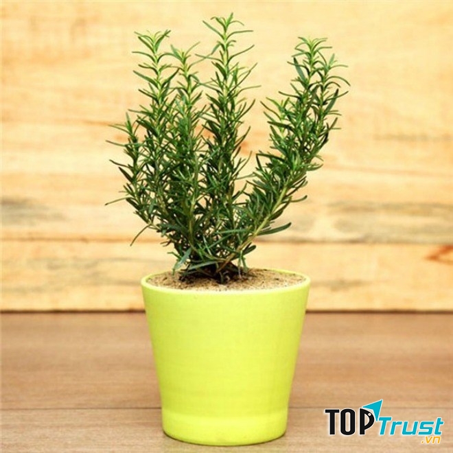 Cây hương thảo có hương thơm