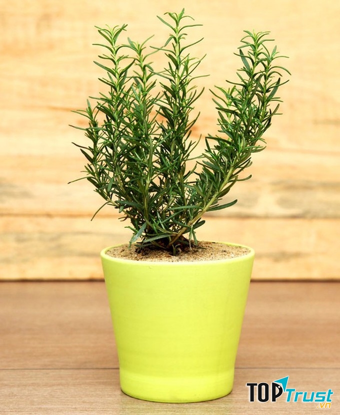 Mùi thơm từ tinh dầu của nó có thể đuổi muỗi một cách tự nhiên mà không cần sử dụng các loại thuốc diệt muỗi có mùi khó chịu trên thị trường.