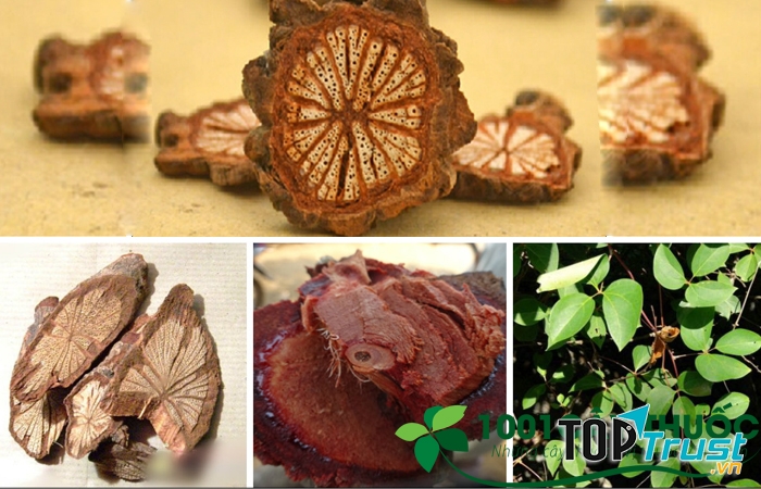 Cây huyết đằng