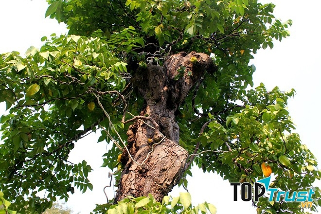 Một trong hai cây khế 300 tuổi của nghệ nhân Ba Hùng