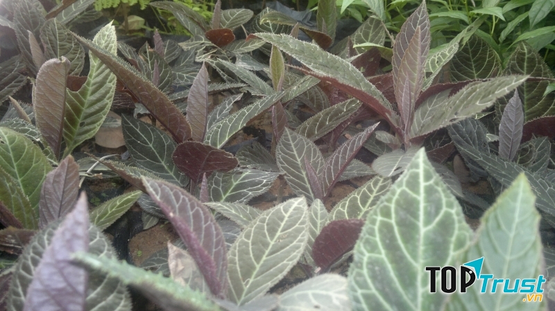 Cây khôi tía (khôi nhung)