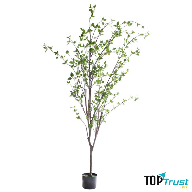 Cây khuynh diệp cảnh