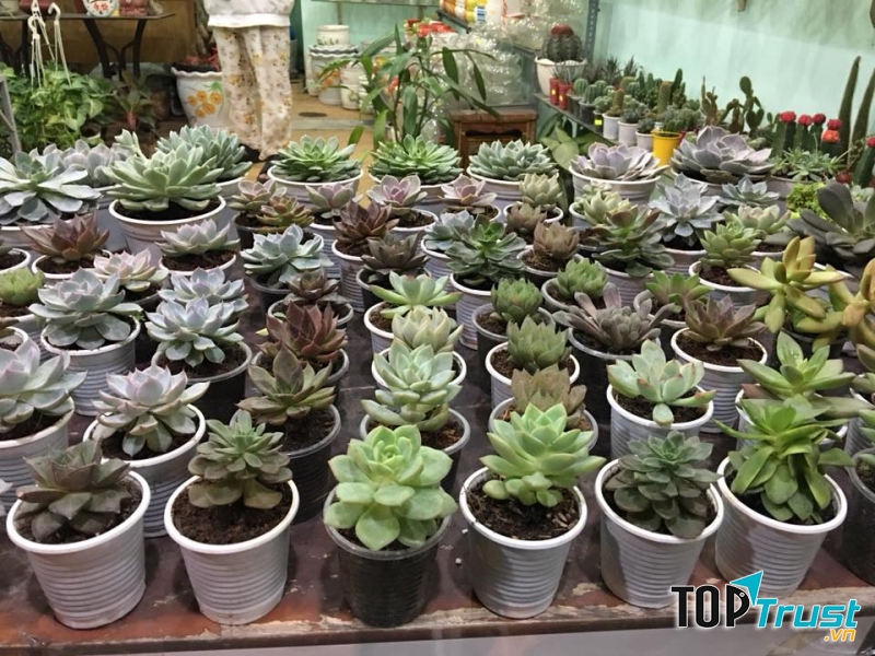 Cây kiểng Sen Đá Bến Tre