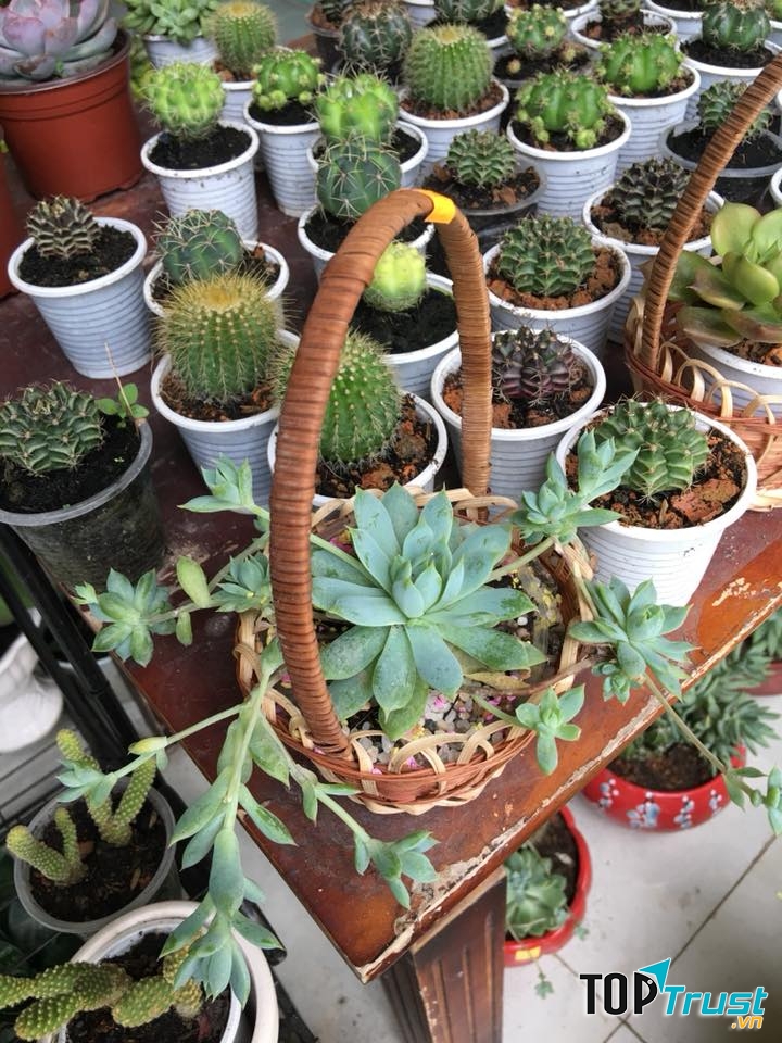 Cây kiểng Sen Đá Bến Tre