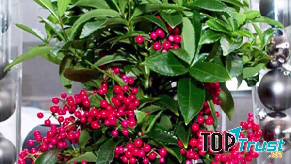 Cây kim ngân lượng