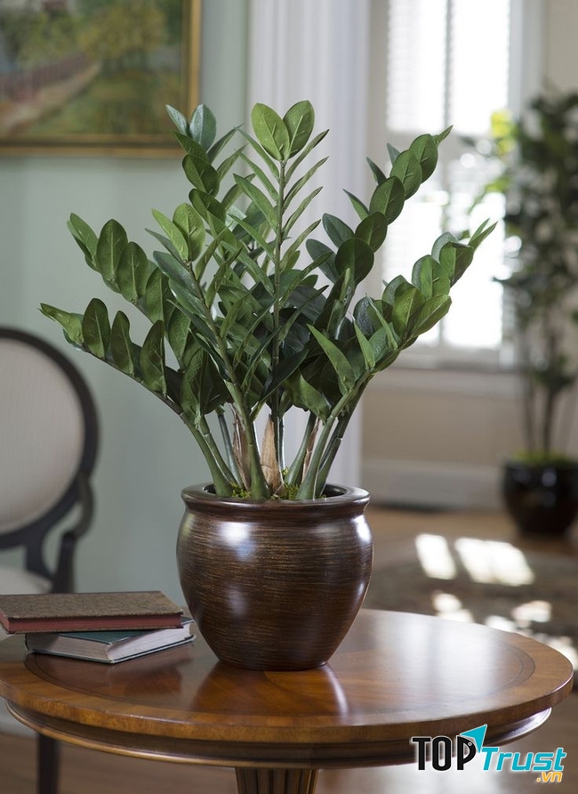 Bình kim tiền để bàn