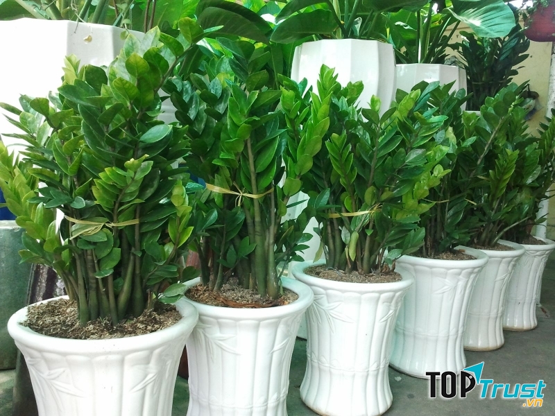 Ý nghĩa chiêu tài lộc và phú quý vào nhà.