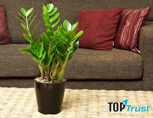 Có thể trang trí thêm đồng tiền vàng và chỉ đỏ để tăng vận khí phong thủy cho cây.