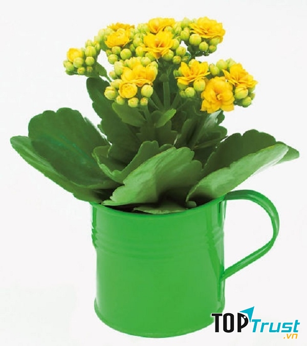 Cây lá bỏng vừa có hình sáng xinh đẹp lại nhiều công dụng